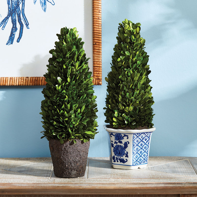 NAPA Home & Garden, BOXWOOD CONE TOPIARY DROP-IN 16",N3PG06