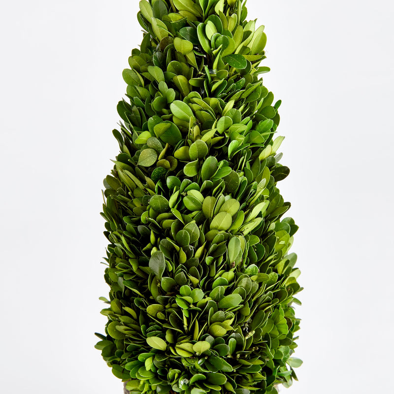"NAPA Home & Garden, Boxwood Topiary Drop-In Collection"