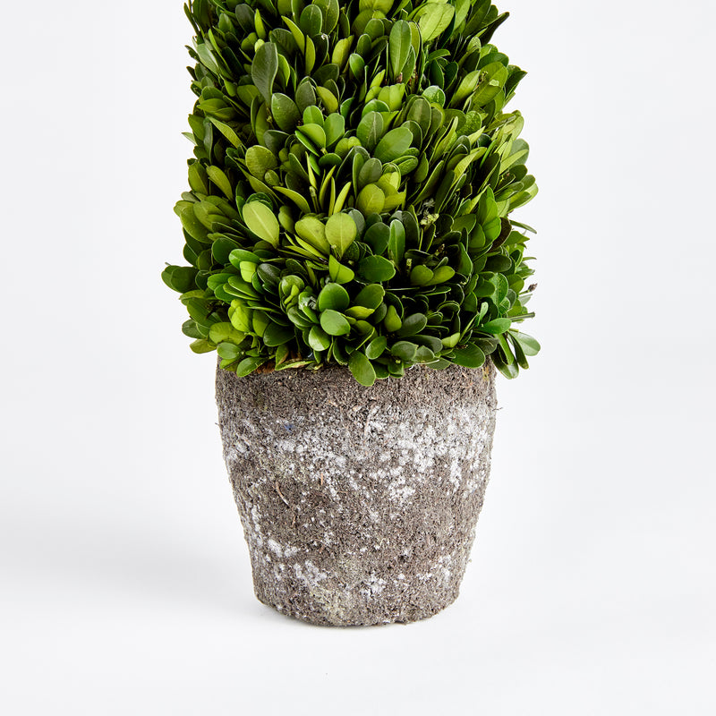 NAPA Home & Garden, BOXWOOD CONE TOPIARY DROP-IN 16",N3PG06