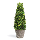 "NAPA Home & Garden, Boxwood Topiary Drop-In Collection"