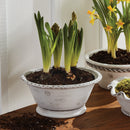 NAPA Home & Garden, WAKEFIELD Handmade Alvena Forcing Pot Collection