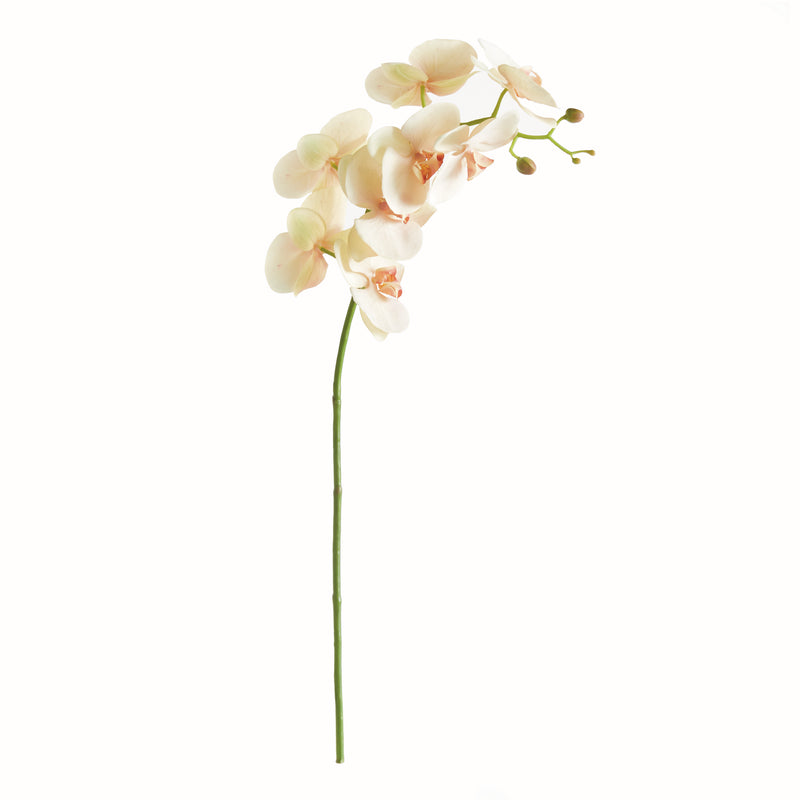 NAPA Home & Garden, PHALAENOPSIS ORCHID STEM 28",N4CC01PKL