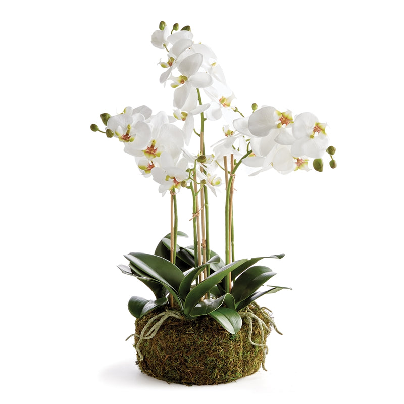 Napa Home Garden, PHALAENOPSIS ORCHID BOWL DROP-IN 20",n4cc01wh