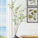 NAPA Home & Garden, PITTOSPORUM BRANCH 78",N4CC08