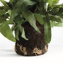 NAPA Home & Garden, ECHEVERIA FERN DROP-IN 13.5",N4CC10