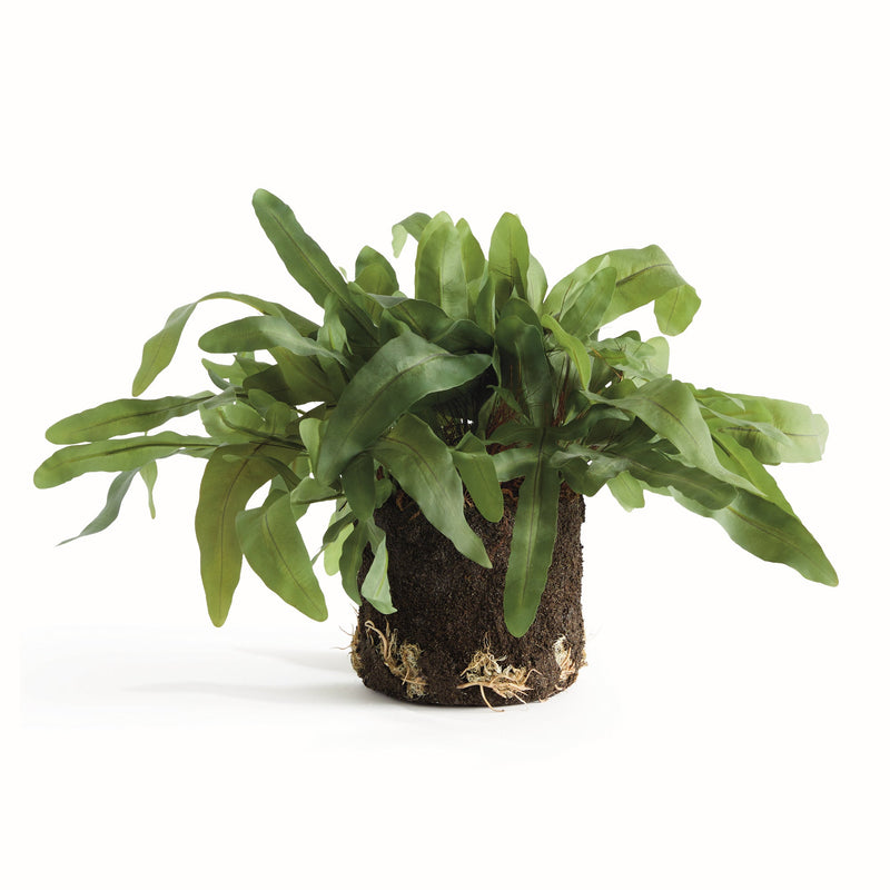 NAPA Home & Garden, ECHEVERIA FERN & OLIVE TREE COLLECTION