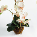 "NAPA Home & Garden, PHALAENOPSIS ORCHID DROP-IN COLLECTION"
