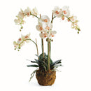 "NAPA Home & Garden, PHALAENOPSIS ORCHID DROP-IN COLLECTION"