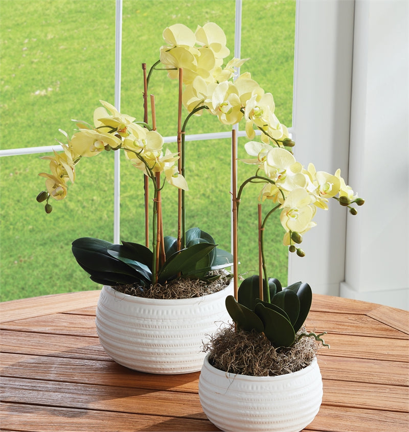 Napa Home Garden, PHALAENOPSIS ORCHID DROP-IN 30",n4cc1200yl