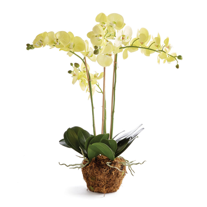 "NAPA Home & Garden, PHALAENOPSIS ORCHID DROP-IN COLLECTION"