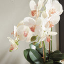 "NAPA Home & Garden, PHALAENOPSIS ORCHID DROP-IN COLLECTION"