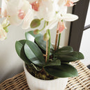 NAPA Home & Garden, PHALAENOPSIS ORCHID DROP-IN 23",N4CC1201PKL