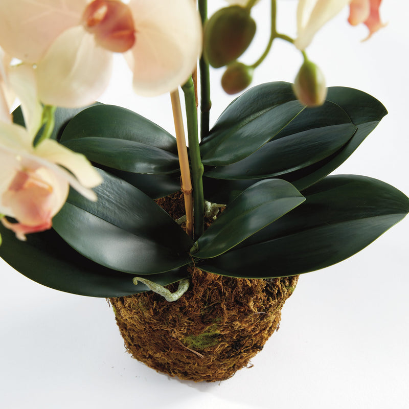"NAPA Home & Garden, PHALAENOPSIS ORCHID DROP-IN COLLECTION"