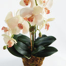 NAPA Home & Garden, PHALAENOPSIS ORCHID DROP-IN 23",N4CC1201PKL