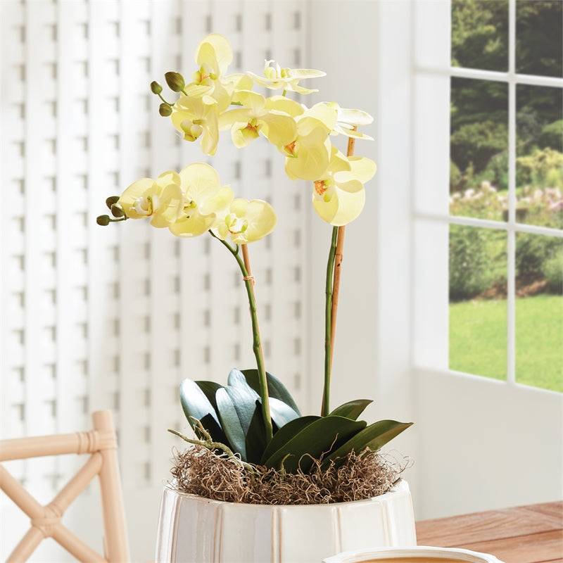 Napa Home Garden, PHALAENOPSIS ORCHID DROP-IN 23",n4cc1201yl