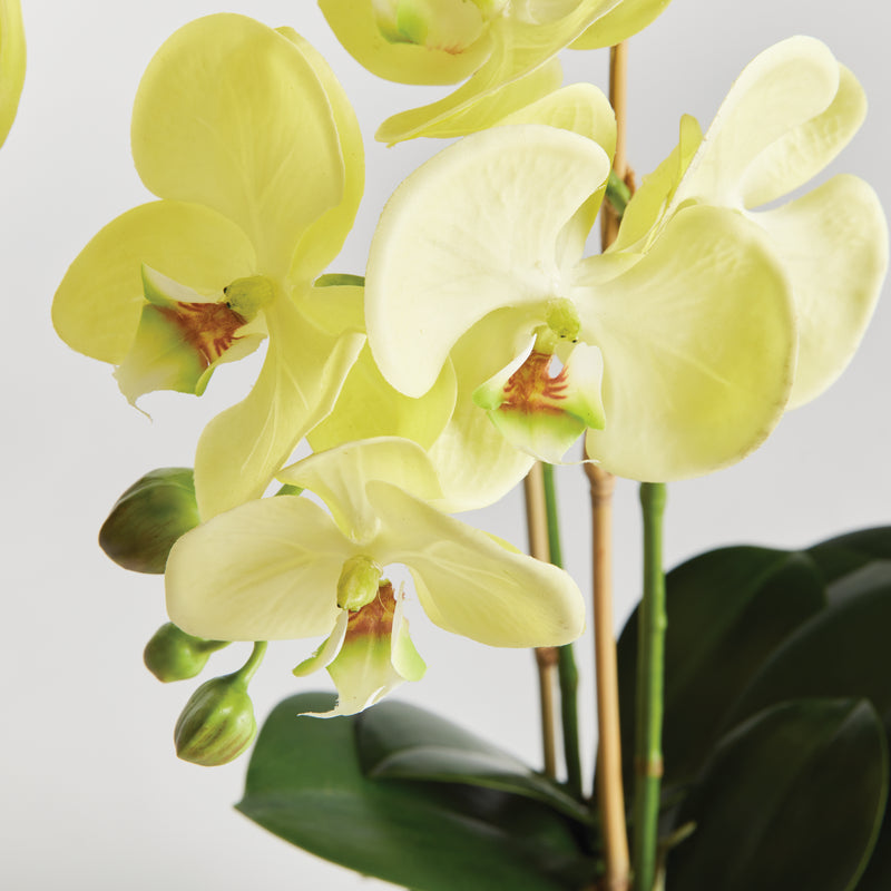 NAPA Home & Garden, PHALAENOPSIS ORCHID DROP-IN 23",N4CC1201YL