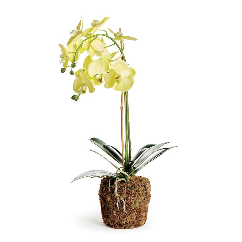 Napa Home Garden, PHALAENOPSIS ORCHID DROP-IN 23",n4cc1201yl