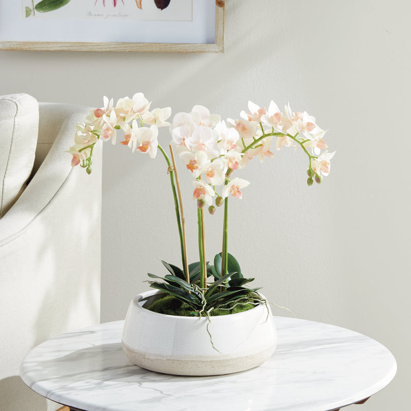 "NAPA Home & Garden, PHALAENOPSIS ORCHID DROP-IN COLLECTION"