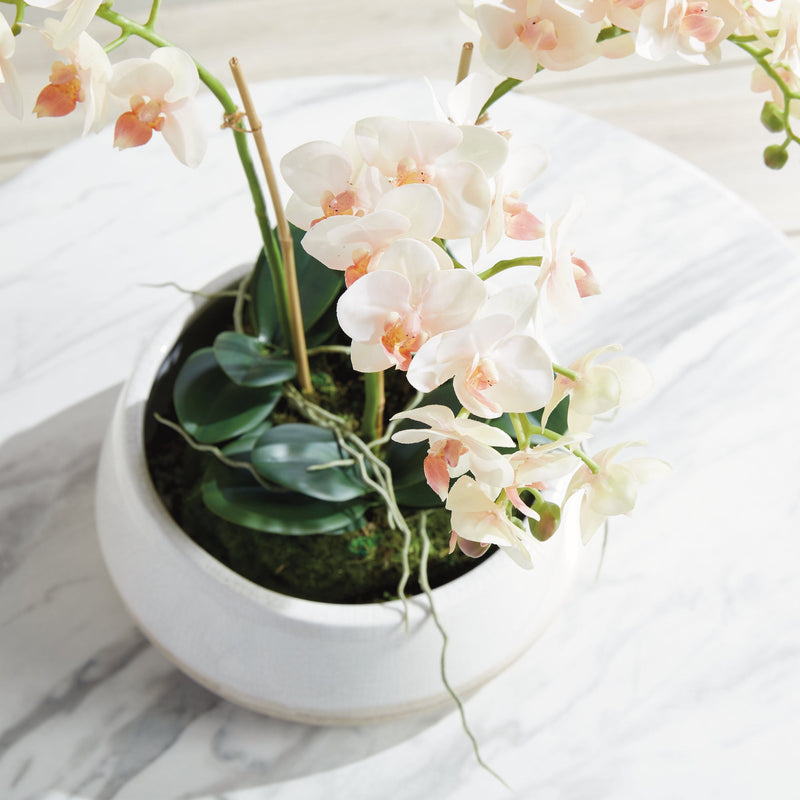 "NAPA Home & Garden, PHALAENOPSIS ORCHID DROP-IN COLLECTION"