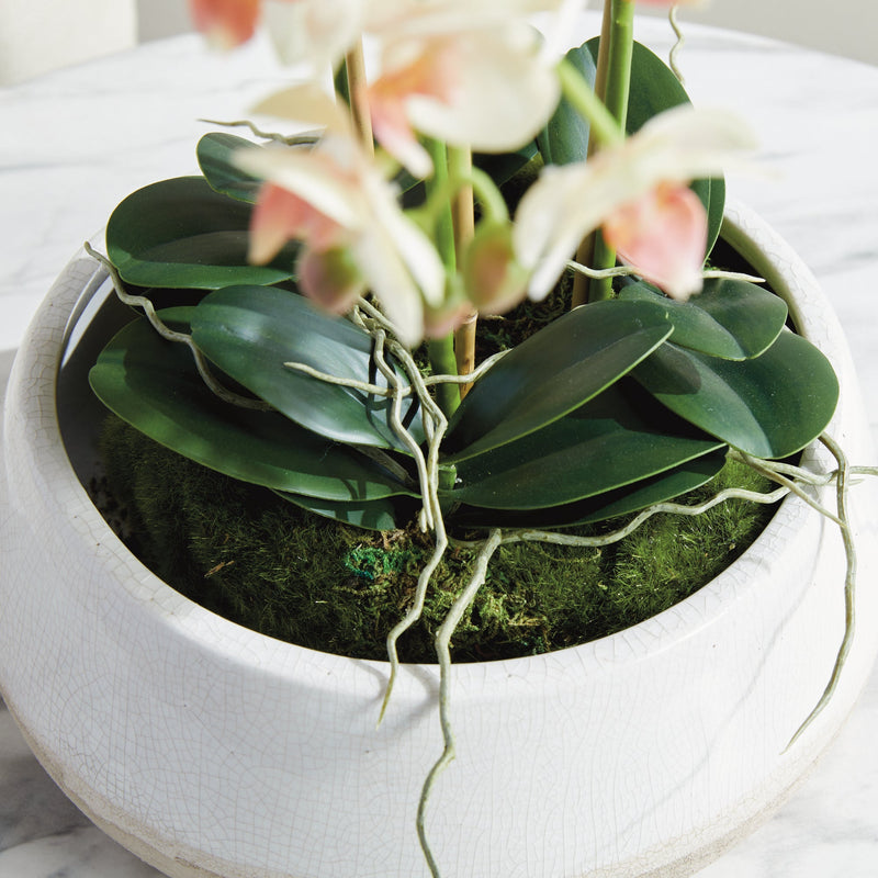"NAPA Home & Garden, PHALAENOPSIS ORCHID DROP-IN COLLECTION"