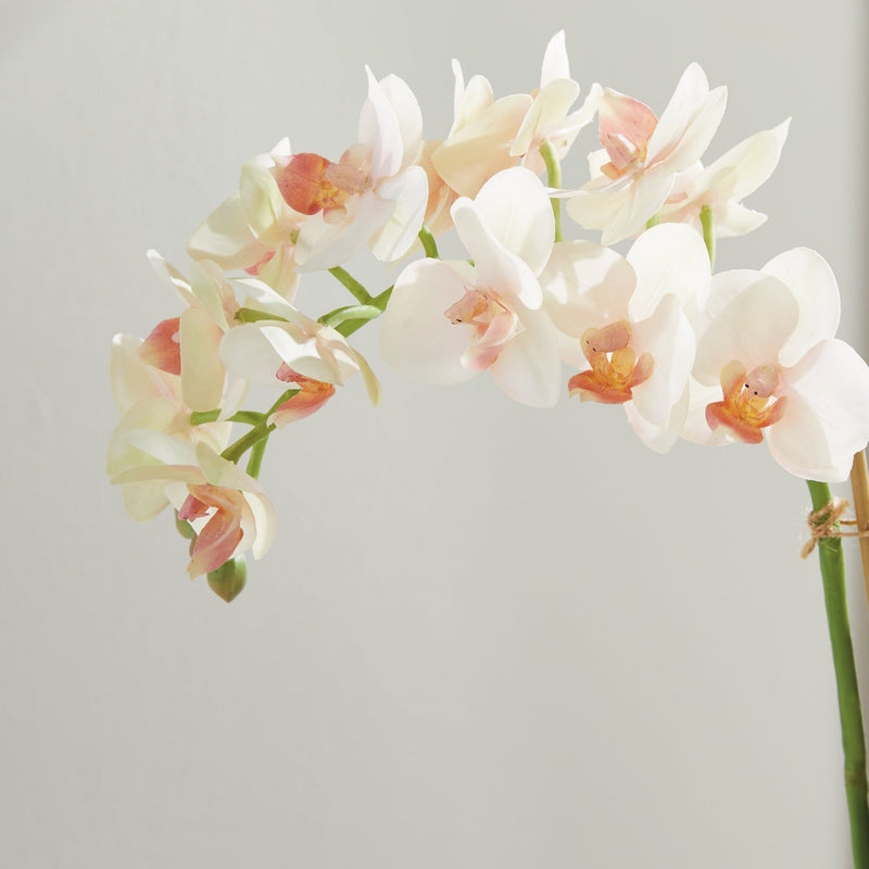 "NAPA Home & Garden, PHALAENOPSIS ORCHID DROP-IN COLLECTION"