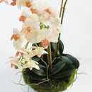 "NAPA Home & Garden, PHALAENOPSIS ORCHID DROP-IN COLLECTION"