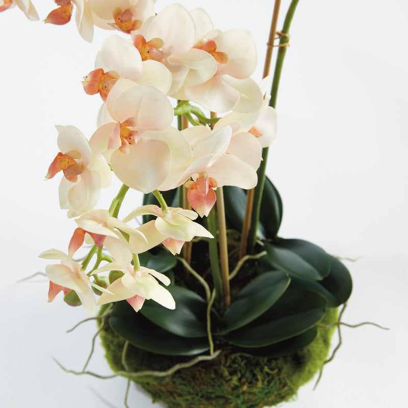 "NAPA Home & Garden, PHALAENOPSIS ORCHID DROP-IN COLLECTION"