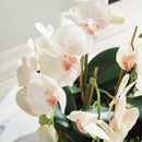 "NAPA Home & Garden, PHALAENOPSIS ORCHID DROP-IN COLLECTION"