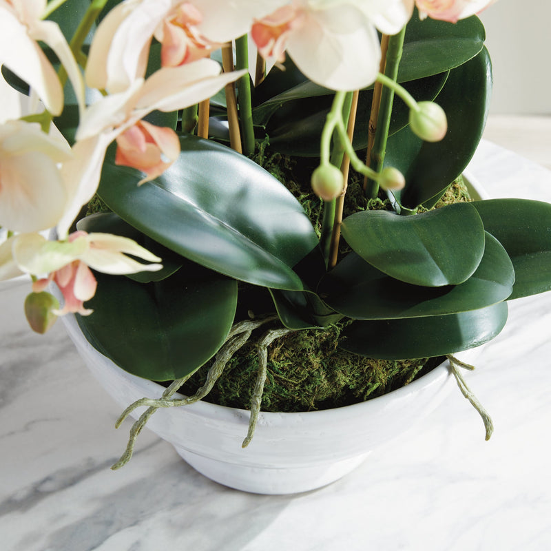"NAPA Home & Garden, PHALAENOPSIS ORCHID DROP-IN COLLECTION"