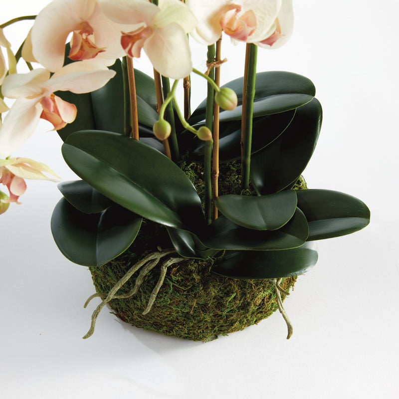 "NAPA Home & Garden, PHALAENOPSIS ORCHID DROP-IN COLLECTION"