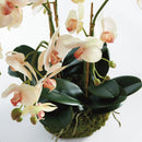 "NAPA Home & Garden, PHALAENOPSIS ORCHID DROP-IN COLLECTION"