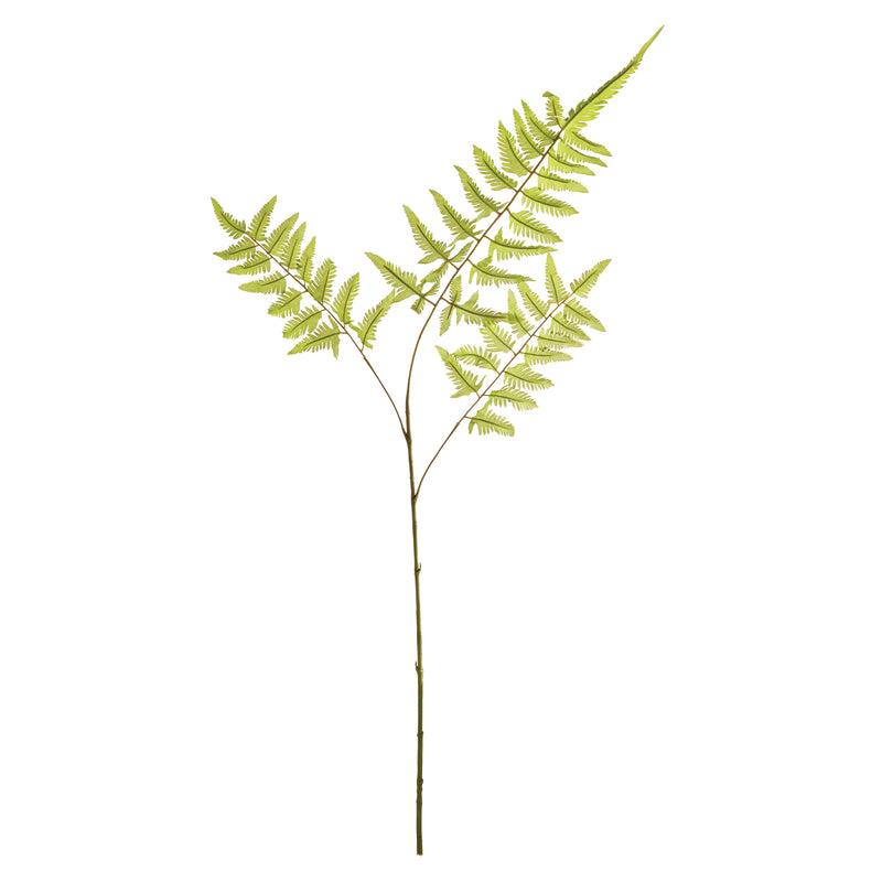 NAPA Home & Garden, BRACKEN FERN STEM,N4GP01