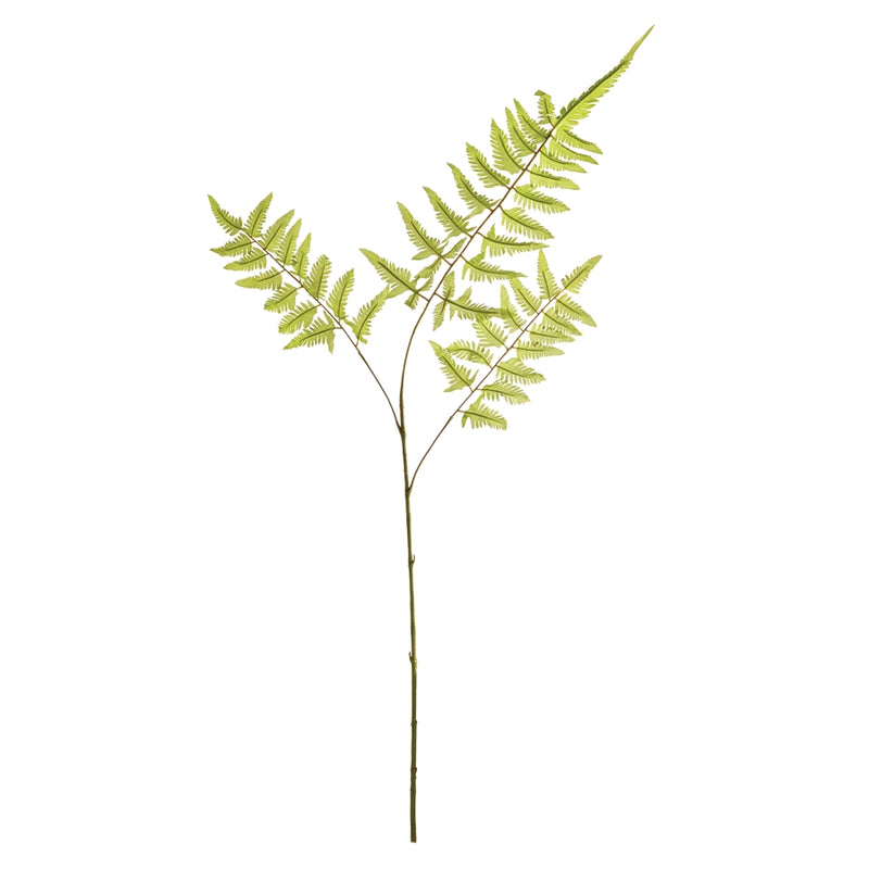 Napa Home Garden, BRACKEN FERN STEM,n4gp01