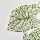 NAPA Home & Garden, CALADIUM SPILLER STEM,N4GP03