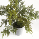 "Plumosa Fern Drop-In by NAPA Home & Garden"