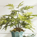 "Plumosa Fern Drop-In by NAPA Home & Garden"