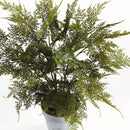 "Plumosa Fern Drop-In by NAPA Home & Garden"