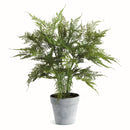 NAPA Home & Garden, PLUMOSA FERN DROP-IN 21",N4GP06