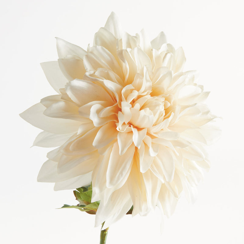 NAPA Home & Garden, Dahlia Stem Collection