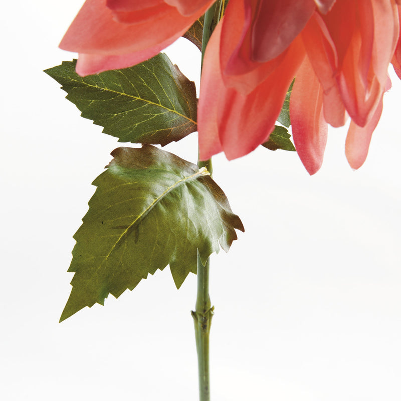 NAPA Home & Garden, Dahlia Stem Collection