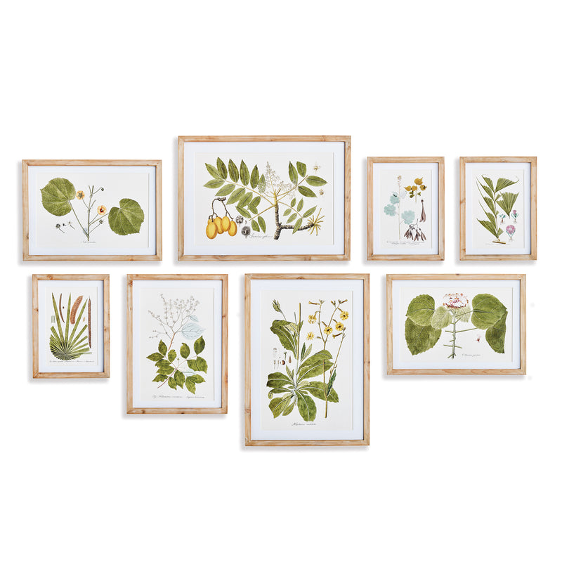 NAPA Home & Garden, FLORA AND FAUNA GALLERY PRINTS, SET OF 8,N4NH01