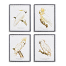 NAPA Home & Garden, PARROT STUDY IN WHITE, SET OF 4,N4NH05