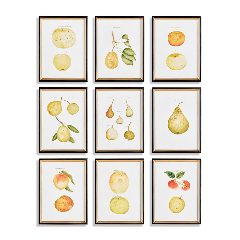 NAPA Home & Garden, ASSORTED FRUITS STUDY, SET OF 9,N4NH11