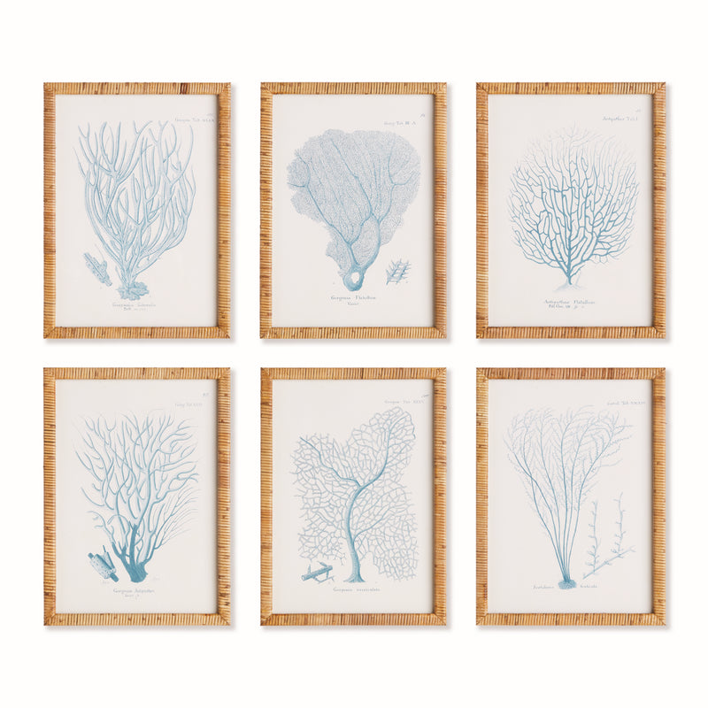 NAPA Home & Garden, SEA FAN AND CORAL STUDY IN BLUE, SET OF 6,N4NH23
