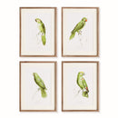 NAPA Home & Garden, PARROT ILLUSTRATIONS IN GREEN, SET OF 4,N4NH24