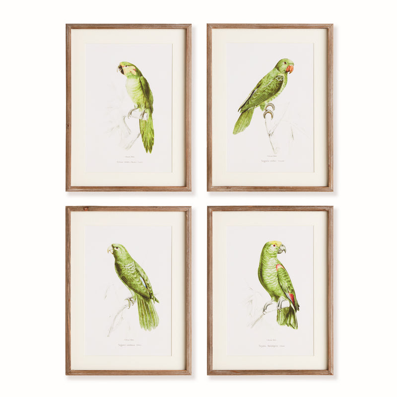 NAPA Home & Garden, PARROT ILLUSTRATIONS IN GREEN, SET OF 4,N4NH24