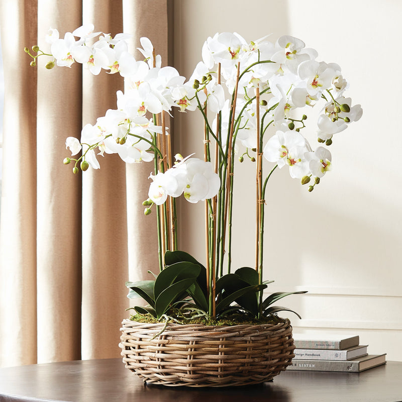 "NAPA Home & Garden, PHALAENOPSIS ORCHID DROP-IN COLLECTION"