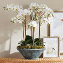 "NAPA Home & Garden, PHALAENOPSIS ORCHID DROP-IN COLLECTION"