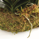 "NAPA Home & Garden, PHALAENOPSIS ORCHID DROP-IN COLLECTION"