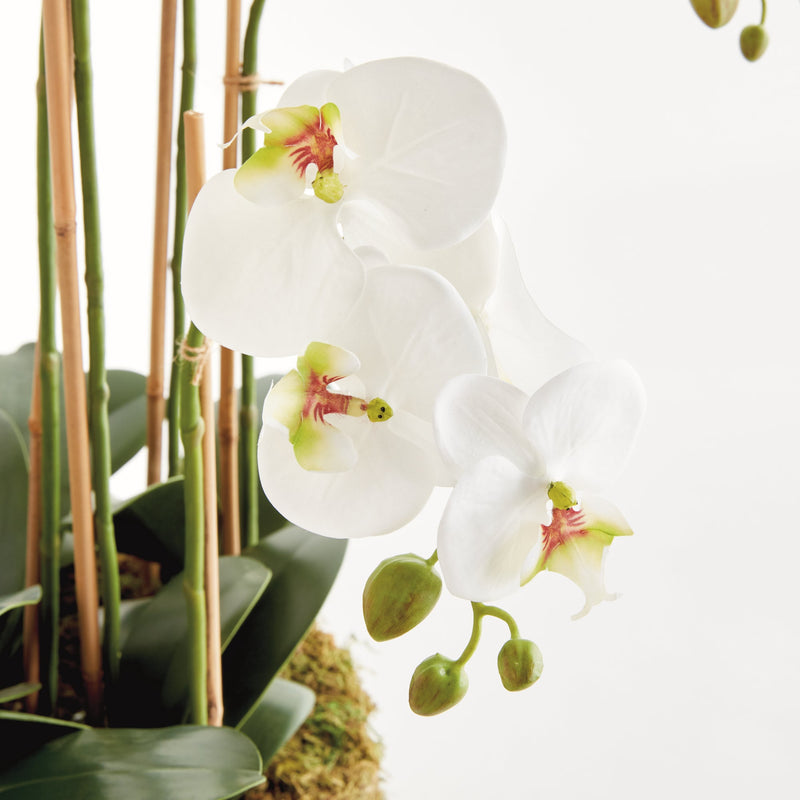 "NAPA Home & Garden, PHALAENOPSIS ORCHID DROP-IN COLLECTION"